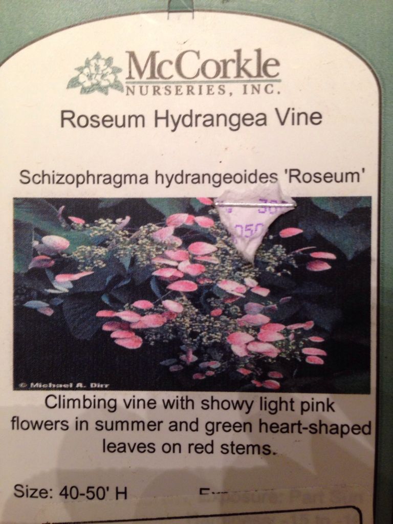 Punch Professional Platinum Windows NT, Windows 98, Windows 2000, Windows Me, Wi